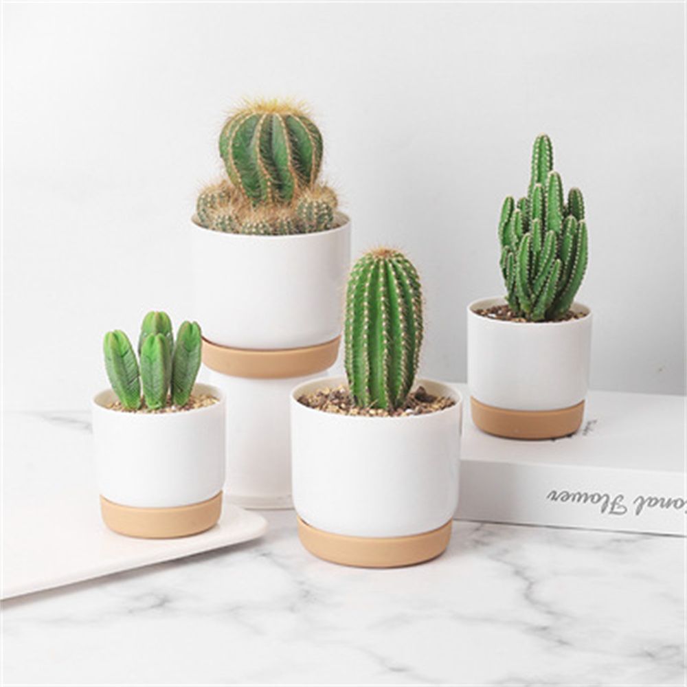 Orchid Potting Mix - Round Cactus Succulent Plants Garden Supply