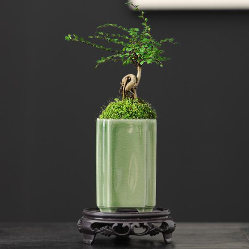 Orchid Potting Mix - Porcelain Square Celadon Glazed Orchid Flowerpot