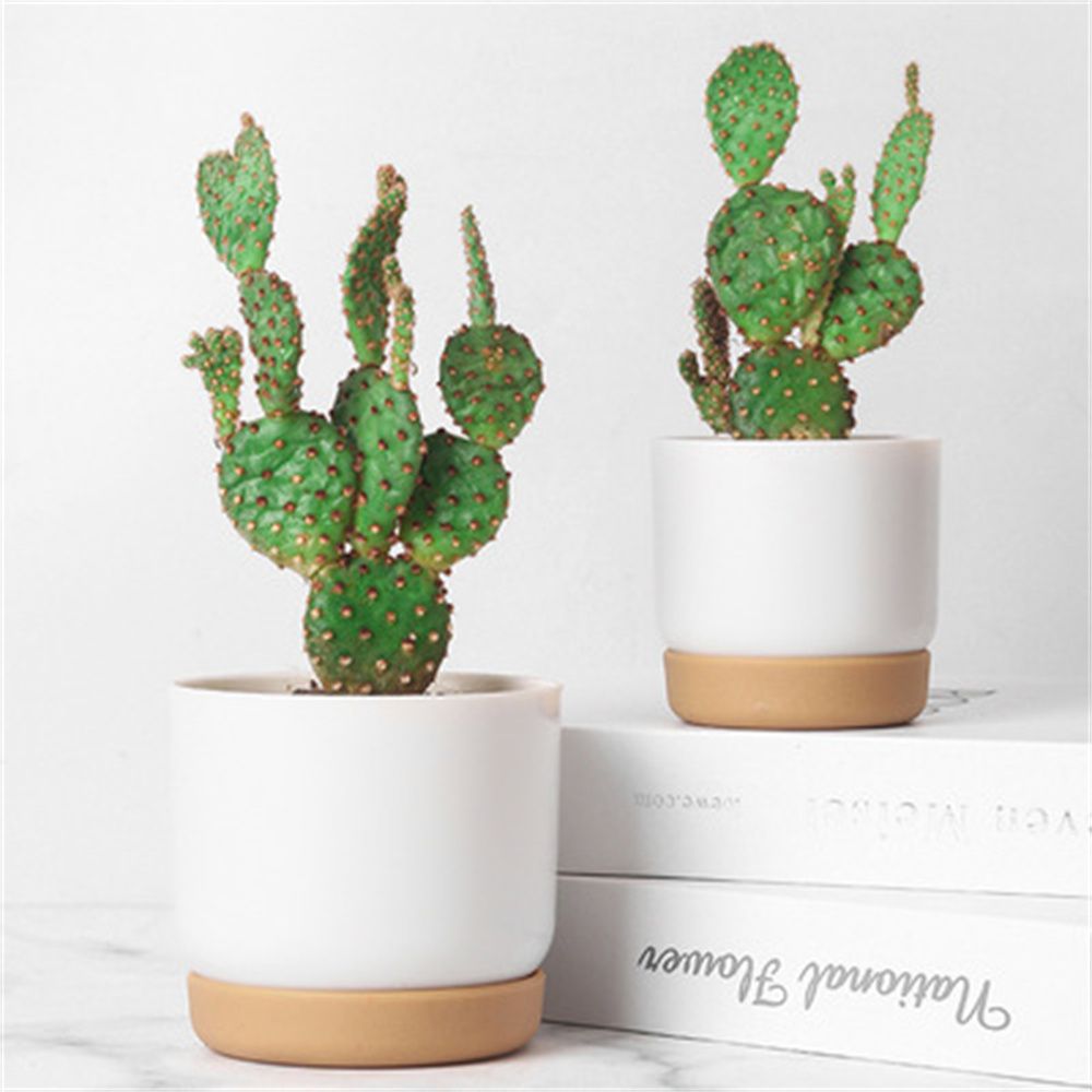 Round Cactus Succulent Plants  - Orchid Potting Mix ulasan dan harga