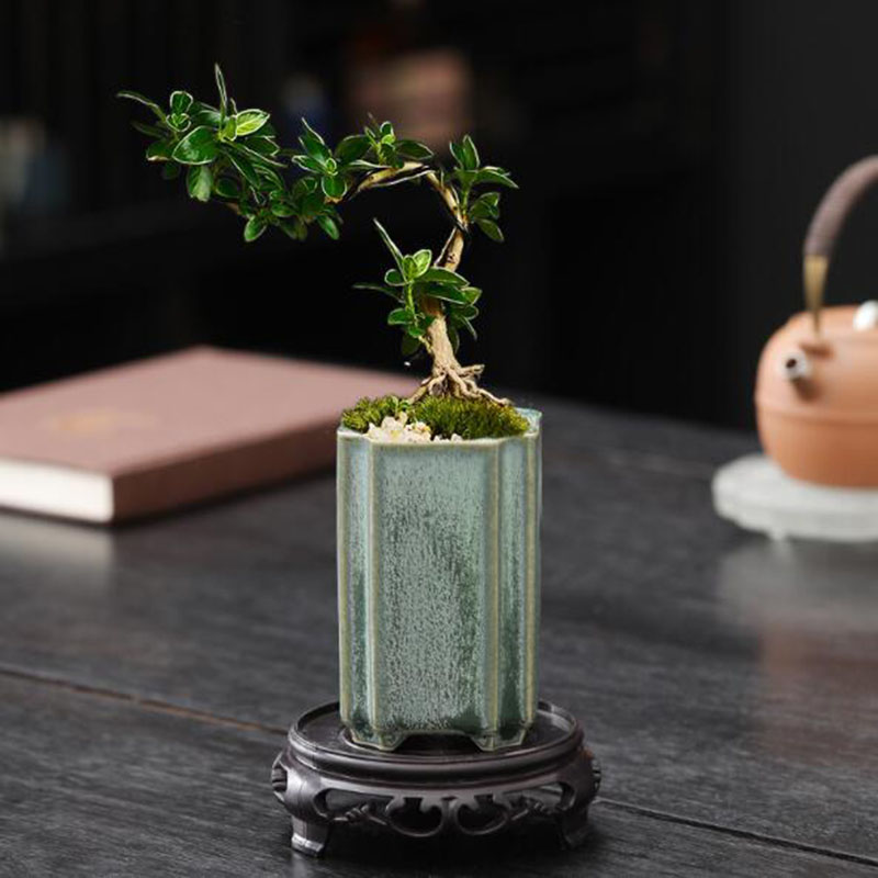 Porcelain Square Celadon Glaze - Orchid Potting Mix ulasan dan harga