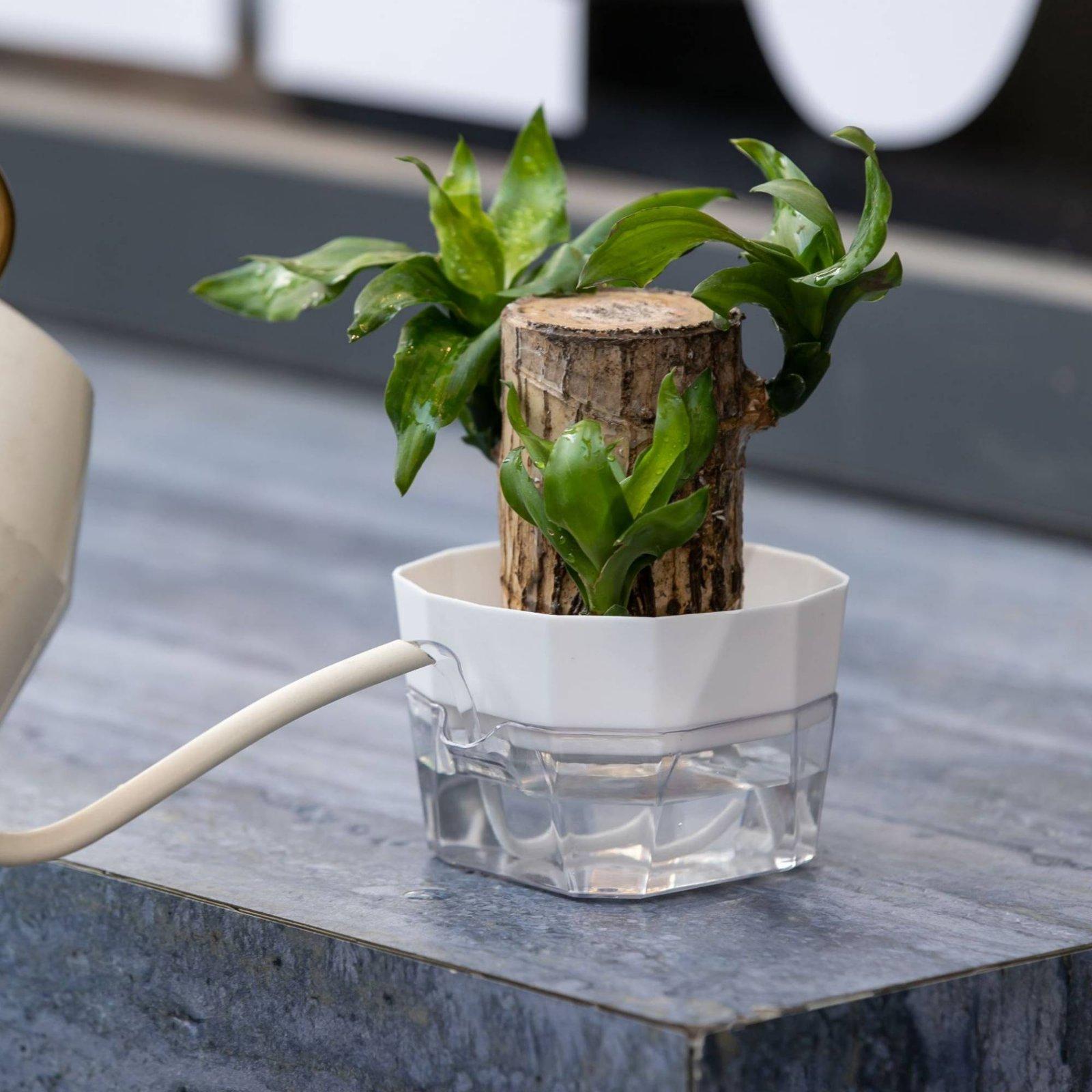 Hydroponic Vase Two Layer Self - Self-Watering Planter ulasan dan harga