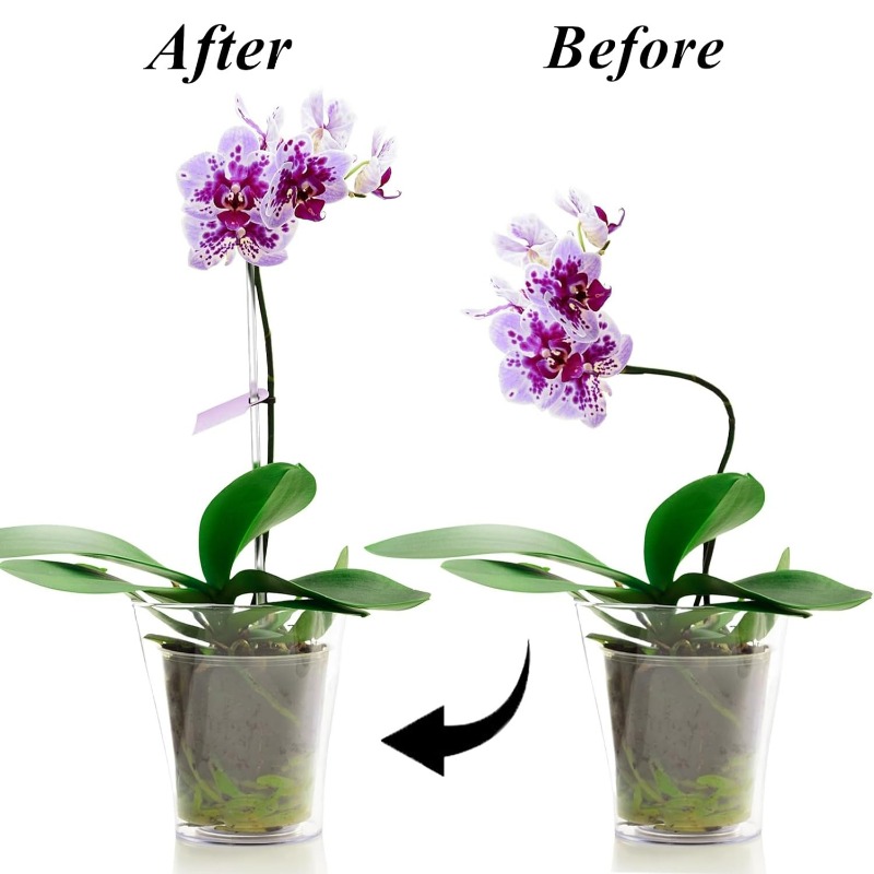 Reusable Clear Flower Support  - Orchid Potting Mix ulasan dan harga