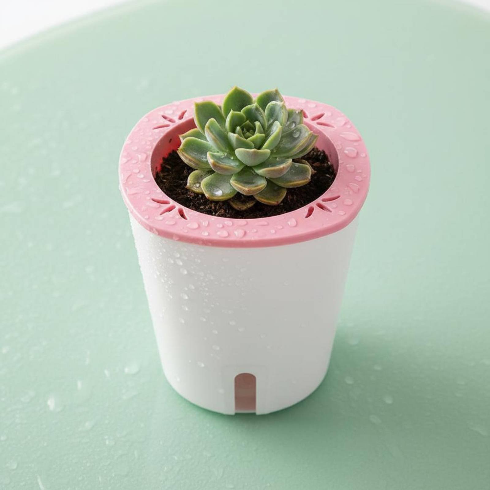 Self Watering Planter Large Si - Self-Watering Planter ulasan dan harga