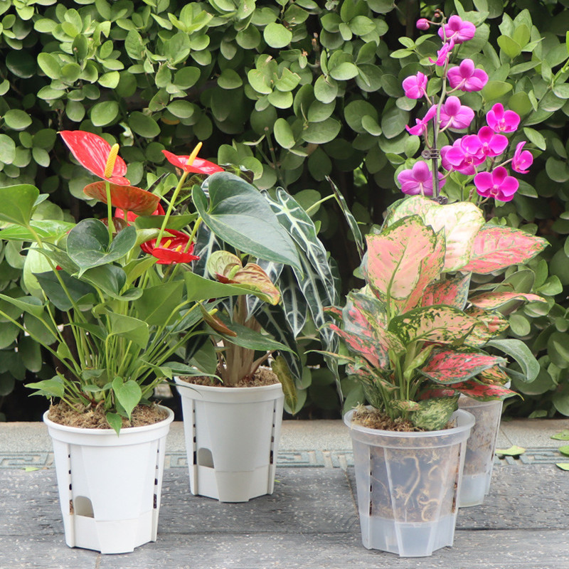 5pcs Transparent Orchid Pot wi - Orchid Potting Mix ulasan dan harga